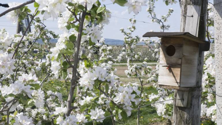 Unsere Apfelbäume stehen in Blüte