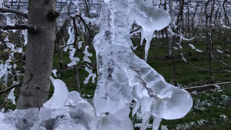 Der Spätfrost hält uns in Atem…