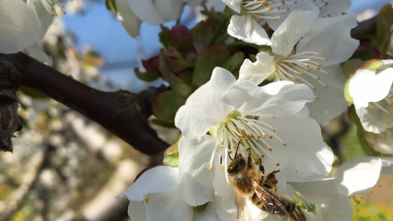 Es summt im Obstgarten…