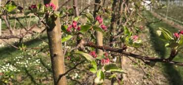 Frühlingserwachen