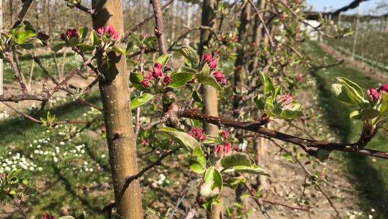 Frühlingserwachen