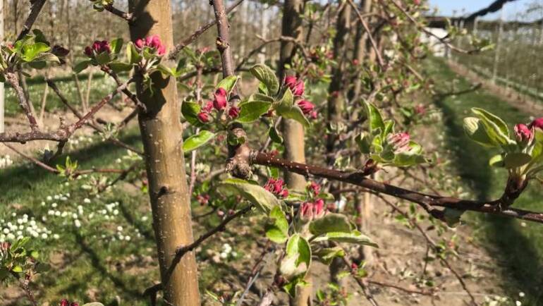 Frühlingserwachen