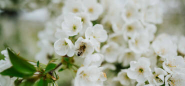 Fleißig wie die Bienen,