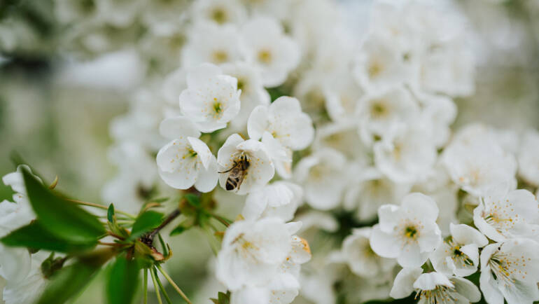 Fleißig wie die Bienen,